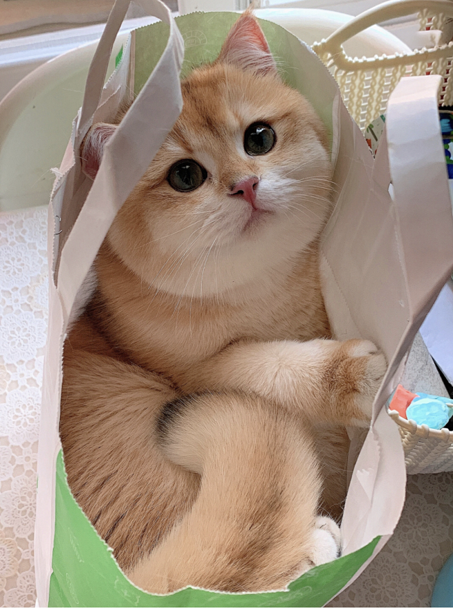 Nine Lives Cattery 九...