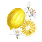 Lemon : Branch of watercolor lemon tree with leaves, yellow lemons and flowers.  