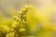 特写美丽的小黄花与复制空间的文字使用作为背景的自然植物景观，生态壁纸的概念。
