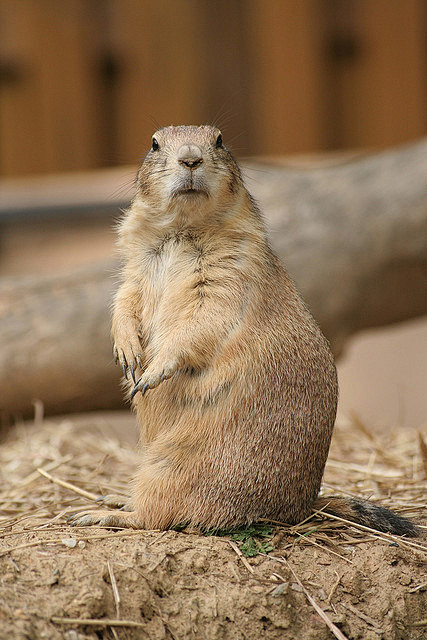 prairiedogs047flickr–相片分享