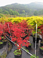 日本红枫 乙女樱 日式花园植物庭院树大苗盆栽枫树盆景彩叶槭树-淘宝网