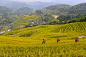 挂在天边的美景——龙脊梯田_风景_POCO摄影