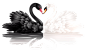 黑白天鹅 PNG