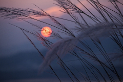 凌＇采集到夕阳