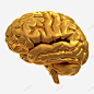 金色模型大脑高清素材 免抠 页面网页 平面电商 创意素材 png素材