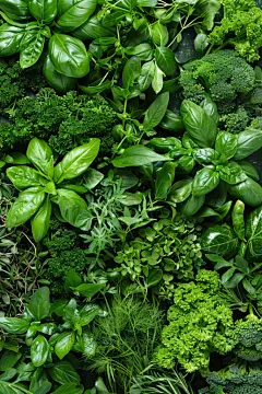 传统中草药植物图片