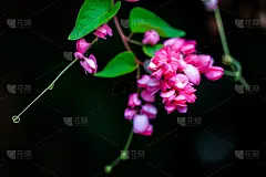 美丽的粉红色樱花