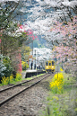 Bungo-Nakagawa in Kyushu, Japan( © 遠嶋 健次)。日本九州JR久大本线途径大分县日田市丰后中川站(豊後中川駅)。JR久大本线的豊後中川站在3月到4月上旬，灿烂的油菜花如同编织的地毯和道旁的染井吉野樱构成一幅美丽的画卷。 #攻略# #日本# #国外# #景点# #城市#