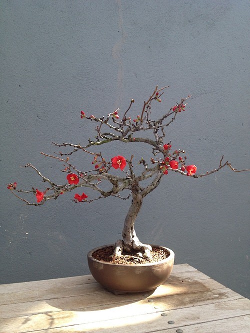 Bonsai (152)