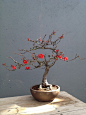 Bonsai (152)