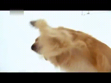 笑的好诡异 #GIF#