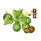 罗汉果