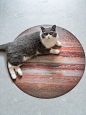木星上的英国短毛猫拼图