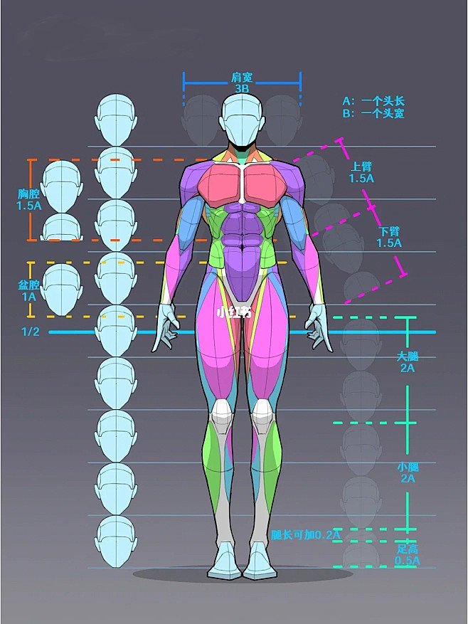 男人体比例正视图@酸菜老大