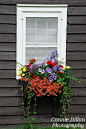 Glacier Park Window: 8.5x11 Color Photograph - window box - flowers - spring - summer - colorful - fine art photography