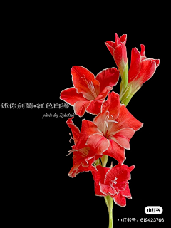 云淡风轻fanyun采集到菖蒲