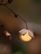  童话般的灯光，月亮花、赏花灯
 fairy lights, moon flower and flower lights.