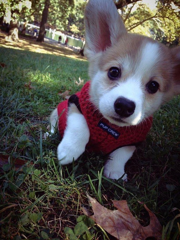 This teeny corgi pup...