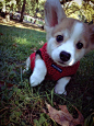 This teeny corgi puppy with the most adorable ears in the ENTIRE WORLD.