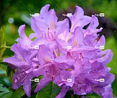 花朵 自然 生长 花卉背景 植物学 美丽的花朵 杜鹃 花壁纸