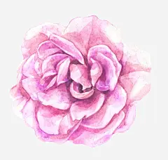 红色简约牡丹花朵高清素材 创意 卡通 商务 开放 手绘 牡丹花 简约 红色 免抠png 设计图片 免费下载