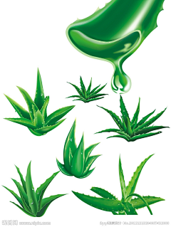 滑稽的兔子c采集到植物