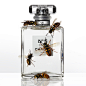WASP No5 SOLO.jpg