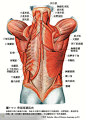 人体解剖--骨骼，肌肉很全面的套图