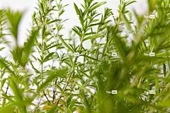 咸味 花壁纸 食草药 Satureja蒙大拿州 楼层 自然 芳香