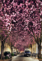在德国波恩的樱花大道 