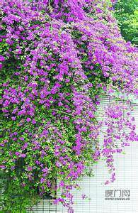 紫色三叶梅采集到紫叶梅