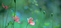 花,小清新,花朵,自然图片,桌面壁纸