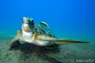 Green Sea Turtle (Chelonia mydas) in Red Sea Egypt