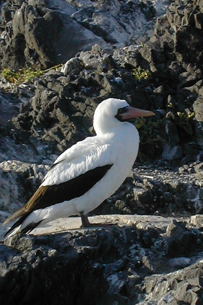 鲣鸟目鲣鸟科鲣鸟属橙嘴蓝脸鲣鸟