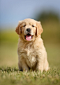 Cute golden retriever puppy