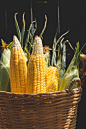 Fresh corns in the sunlight
