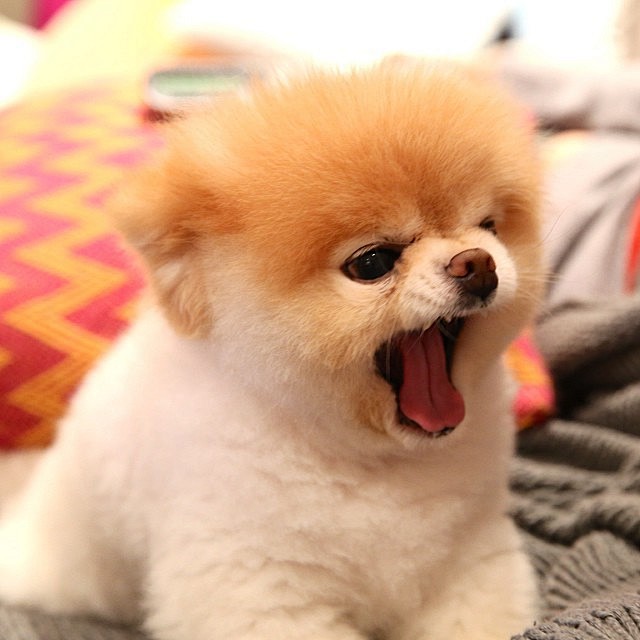 宠物 小狗 狗狗 可爱 金毛 秋田犬  .