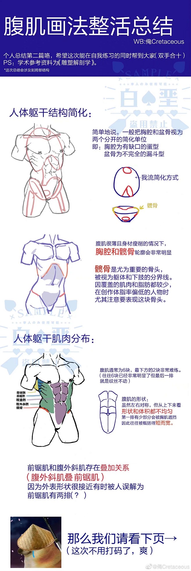 腹肌（躯干）的相关要点总结