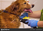 Drying Hair Dog Hair Dryer Dogs Hairdresser — Stock Photo, Image