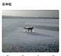 冰塘雪狸