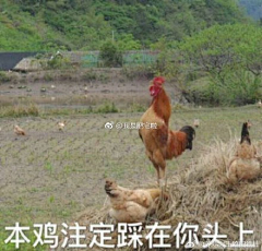 豆角er_采集到表情包