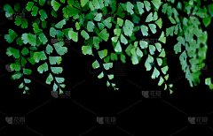 不同颜色的铁线蕨植物的叶子以黑色为背景