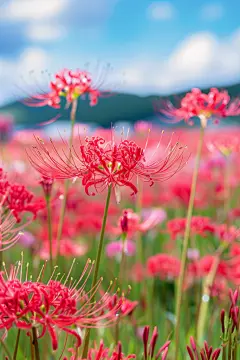 姹紫嫣红的曼珠沙华彼岸花摄影图片