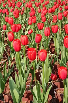 春天摄影图郁金香花海花季照片手机壁纸