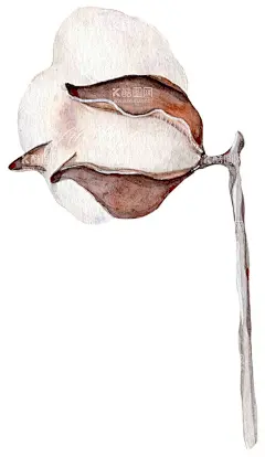 水彩棉花  - 源文件下载【酷图网】水彩棉花,圣诞水彩鹿,水彩树叶树枝,圣诞节装饰,圣诞花环,手绘树枝,圣诞节,手绘圣诞节,树枝,树叶,枝叶,圣诞素材,树枝免扣素材,花朵,手绘花朵,金色素材,金色,