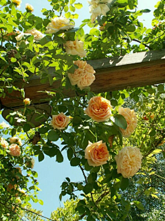 檸檬樹上的薔薇朵朵采集到童话美景