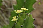 霸王鞭（火殃勒）
學名： Euphorbia antiquorum
英文名：Triangular Spurge, Square Spurge, Square milk hedge, Fleshy spurge
別名：三角火巷、火秧竻、龍骨木、三角大戟、金刚树、龙骨树、肉麒麟、羊不挨
科属：大戟科 Euphorbiaceae大戟属 Euphorbia
原產地：非洲，美洲，南亚，印度
