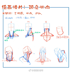 离早采集到头部结构