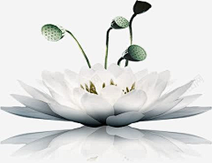 磨人的小小采集到莲花素材
