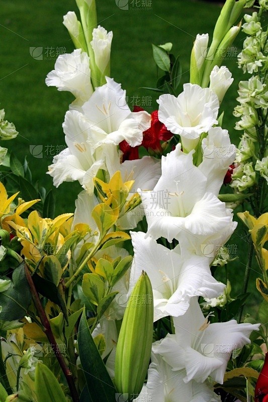 白色剑兰成花束